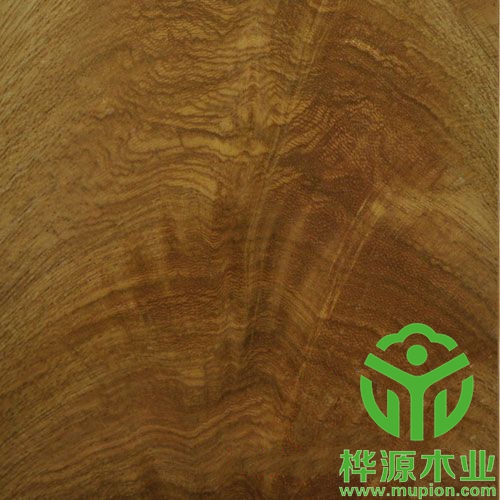 金叉木皮裝修精品0.5mm，高檔樹杈木皮批理供應